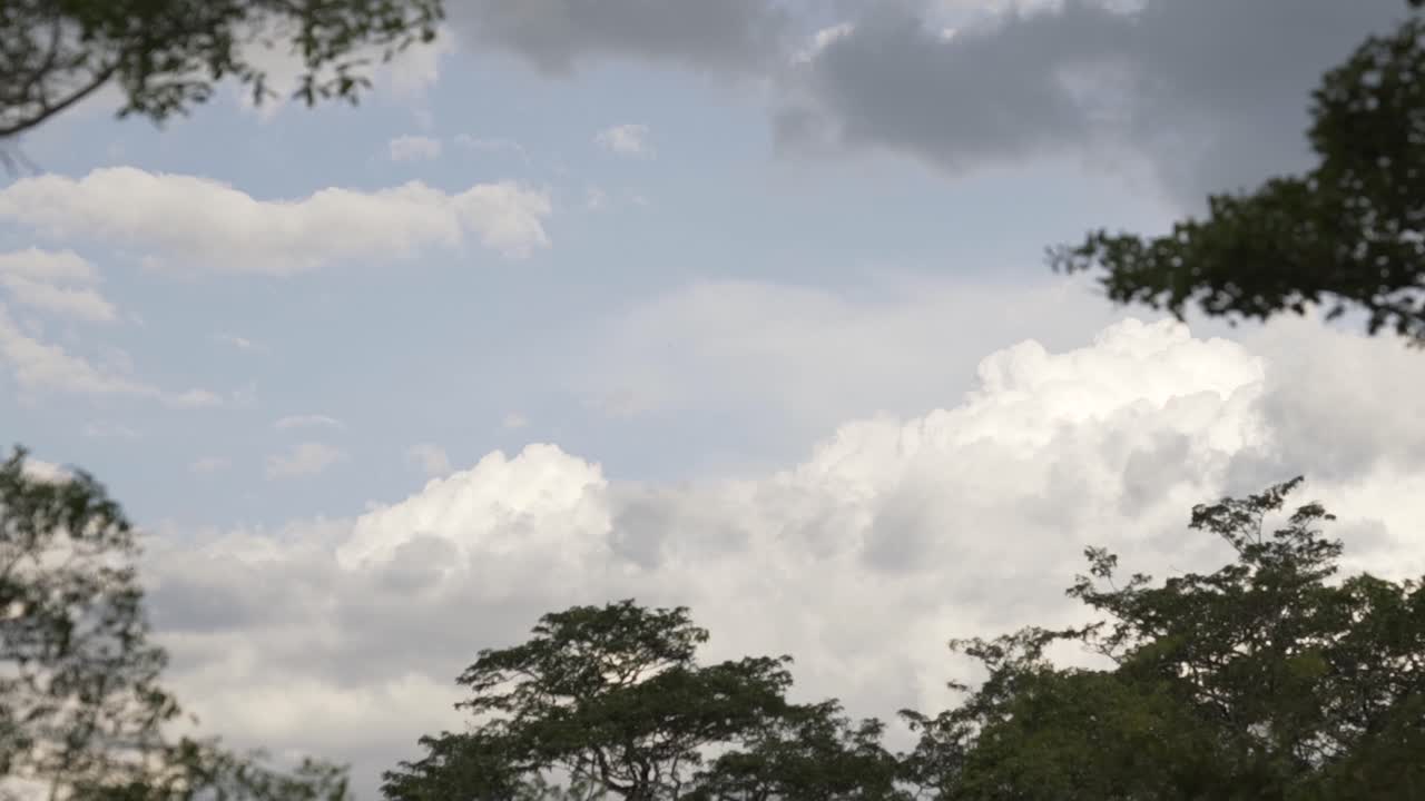 Cloud lapse looking through the trees