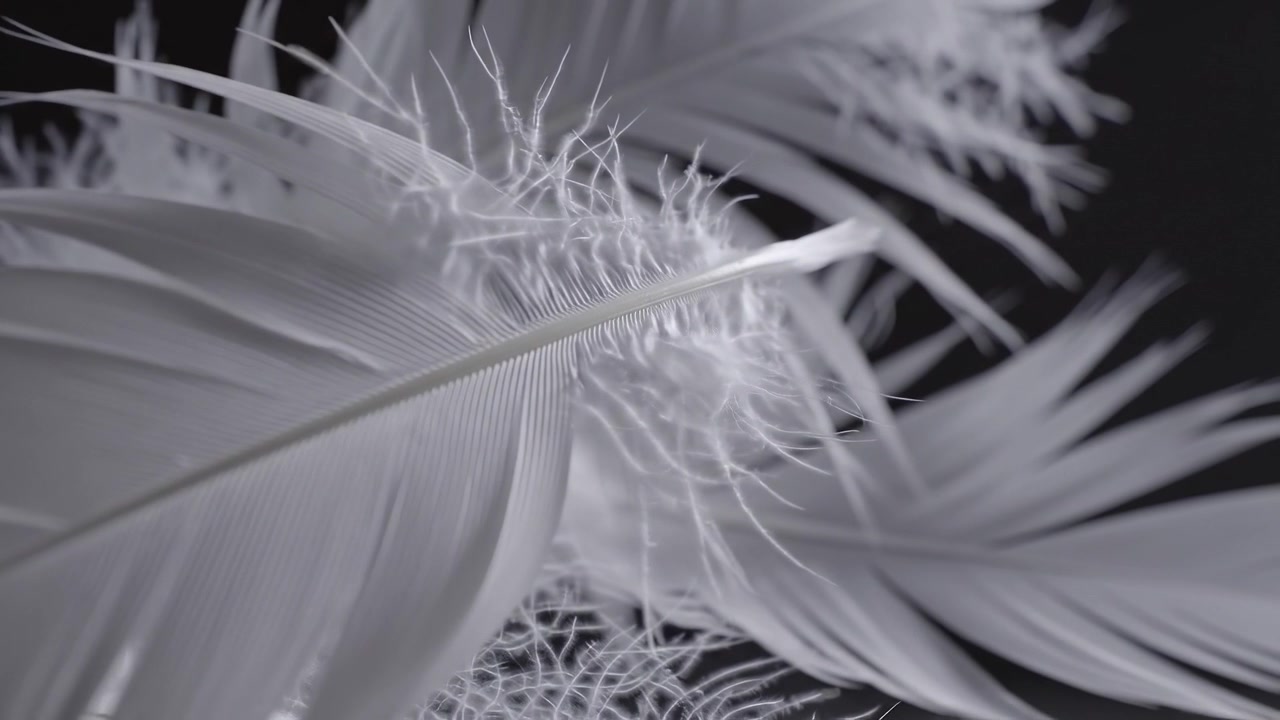 Detaljeret makrofotografi af bløde hvide fjer på mørk baggrund.