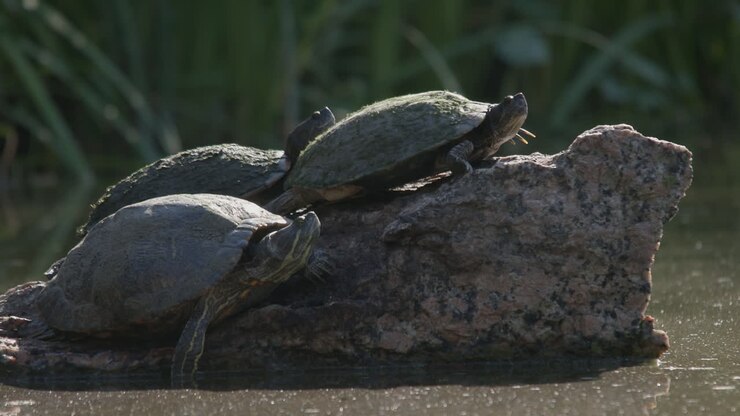 Turtles grouped together on a rock in a pond