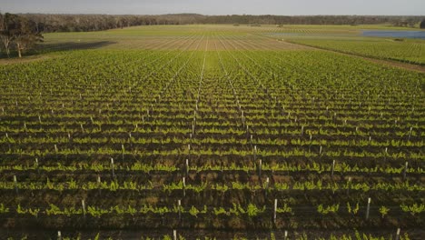 Sobrevuelo-Iluminación-Verde-Gran-Viñedo-Durante-El-Día-Soleado