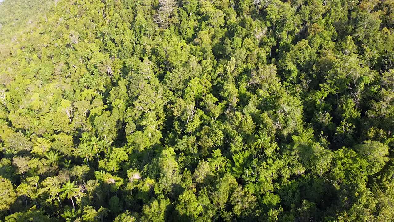vuelo aéreo de drones en reversa por encima del dosel de la selva tropical con densos árboles verdes en raja ampat, papúa occidental, indonesia