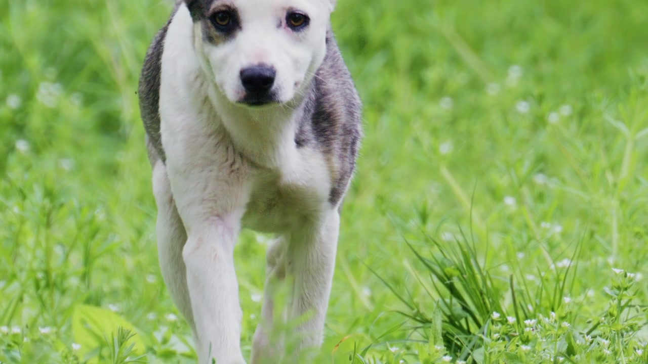 A dog walking toward the camera across a grassy area, looking attentive and curious