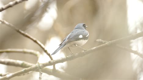 Ein-Auf-Einem-Ast-Sitzender-Schwarzkehlsänger,-Singvogel-Nordamerikas