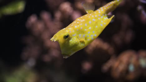 longhorn cowfish swimming slowly in a aquatic landscape, close up tracking shot