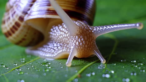 close-up of a snail on a green leaf with water droplets