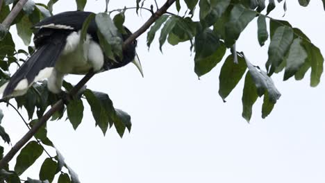 hornbill interactuando con el medio ambiente en el árbol.