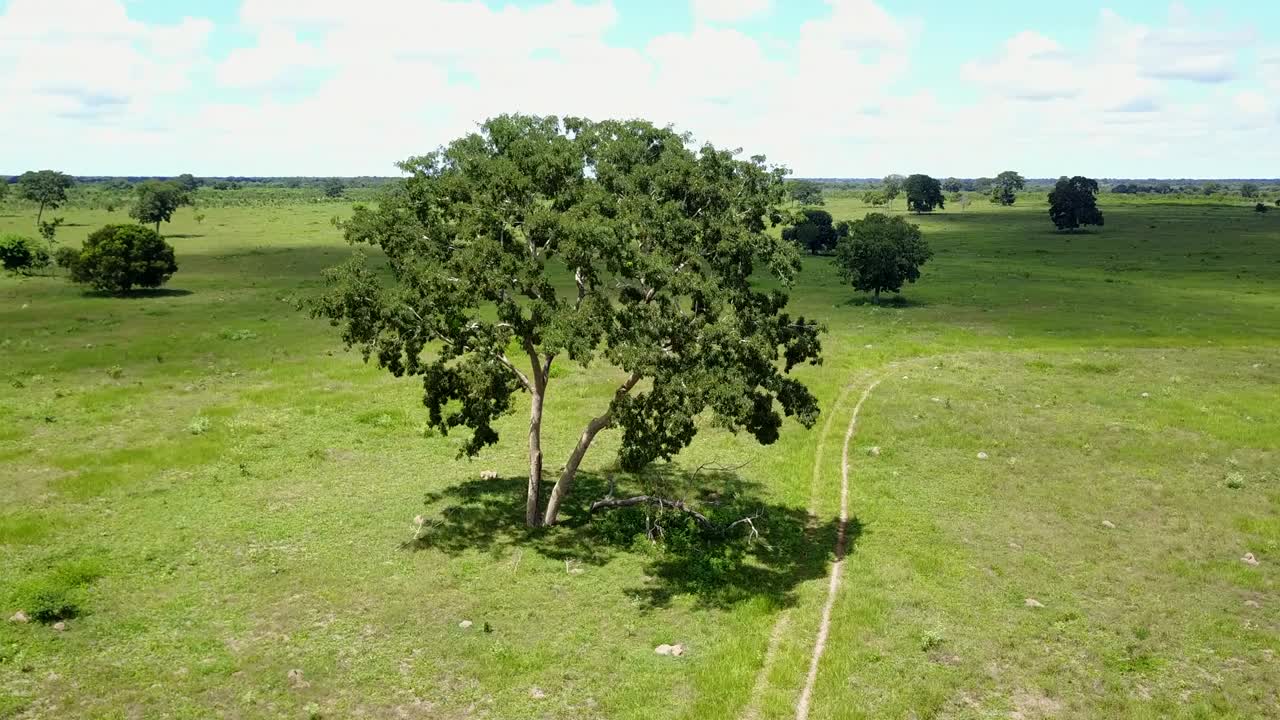 дрон кружит над деревом на зеленом поле. воздушные кадры 4k
