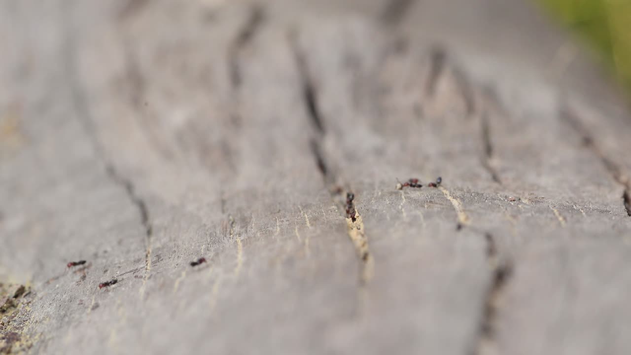 grupo de hormigas de cabeza roja de árbol recogen comida en el árbol