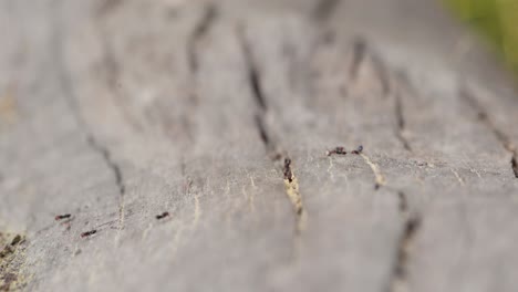 Group-of-tree-red-headed-ants-gather-food-into-the-tree