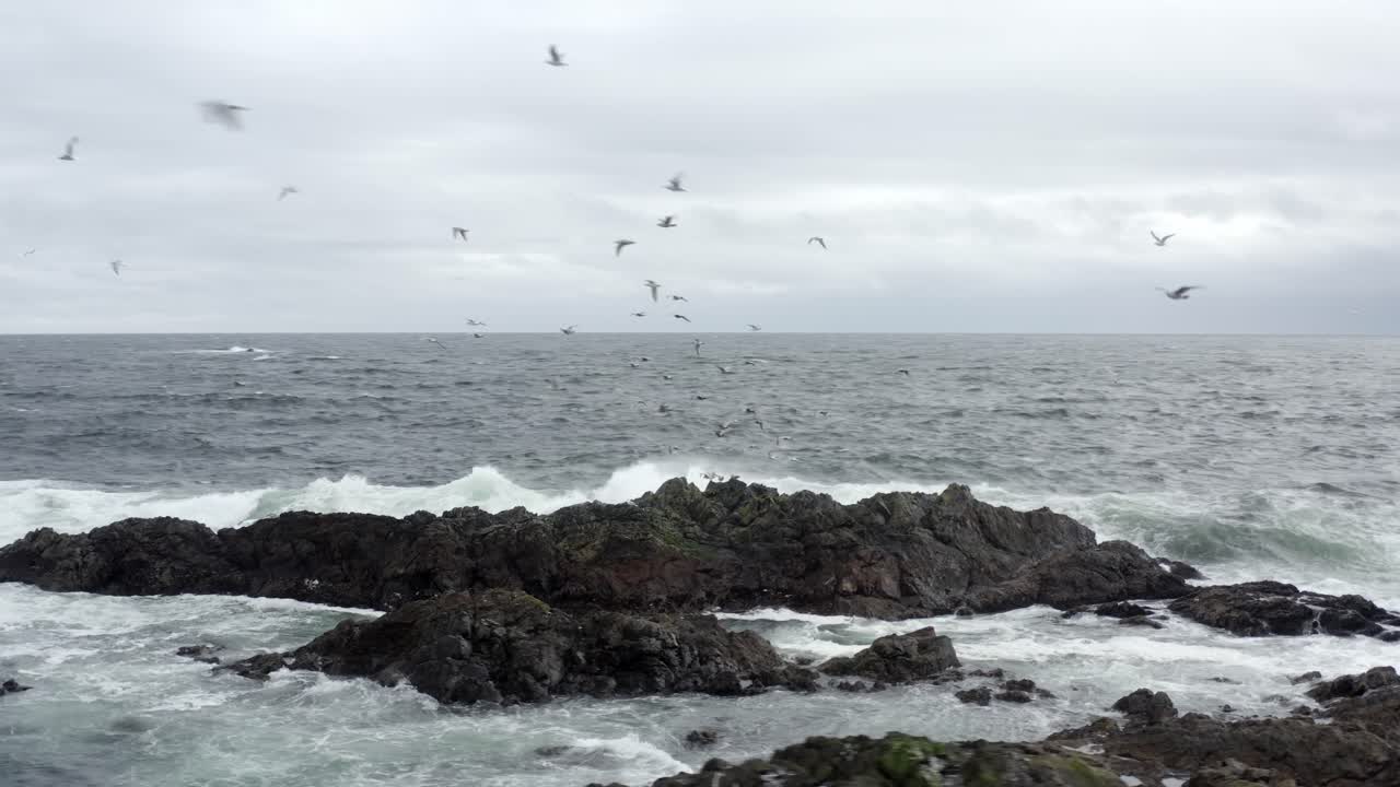 캐나다 토피노 의 바위 에 부 ⁇ 히는 강력 한 파도 와 함께 바다 위 를 날아다니는 바다 새 들