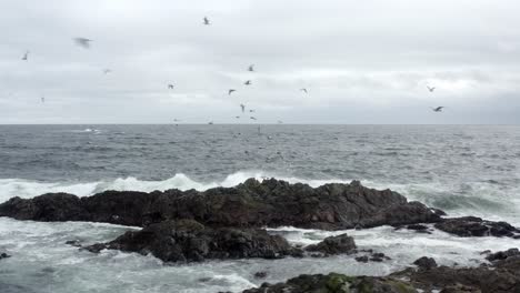 Seabirds-Flying-Over-The-Sea-With-Powerful-Waves-Breaking-On-The-Rocks-In-Tofino,-Canada