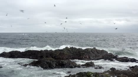 seabirds flying over the sea with powerful waves breaking on the rocks in tofino, canada