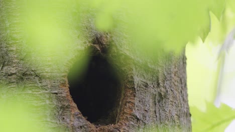 little cute juvenile chick of red spotted woodpecker peeking out tree hole