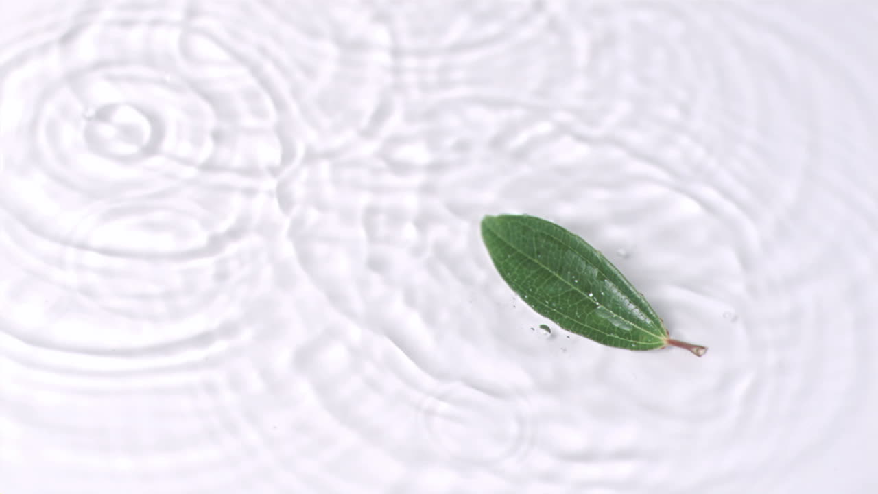 초 느린 동작으로 잎이 떨어지는 모습