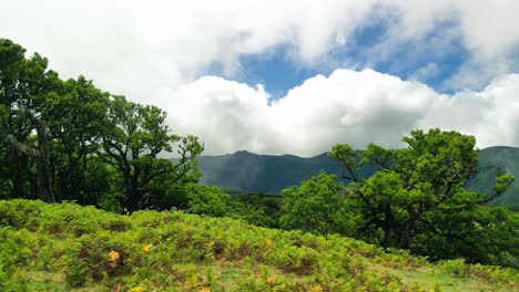 Grüne-Bäume-Im-Fanalwald,-Im-Hintergrund-Weiße-Wolken-Und-Berge