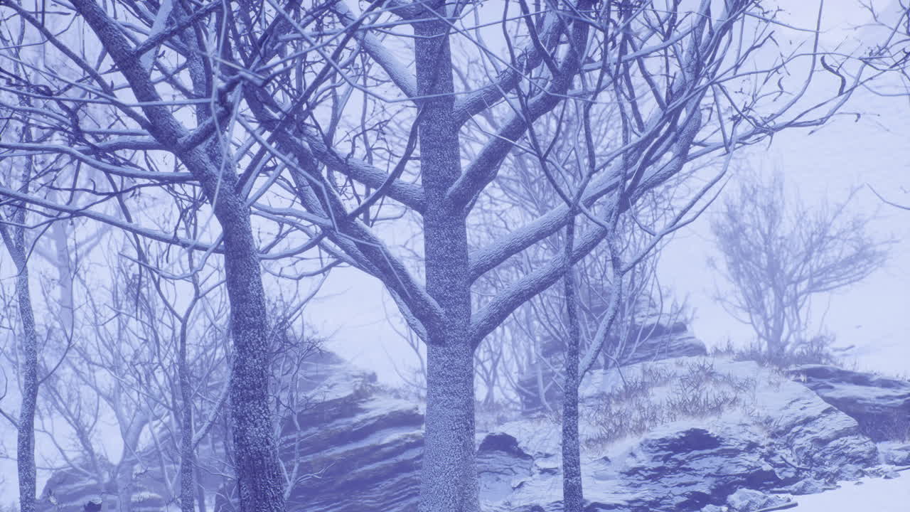 Frost covered trees in a snowy landscape during winter months