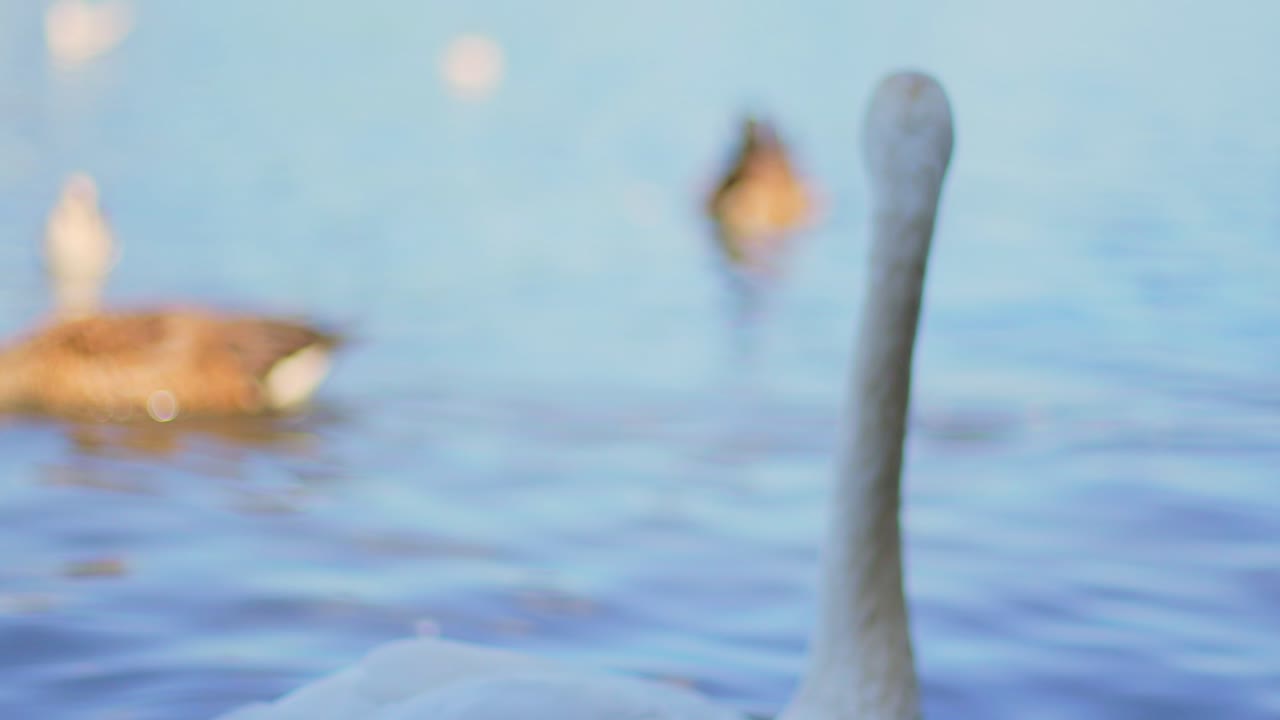 4K Slow Motion close up of a swimming swan looking into the camera and turning its head with ducks in the background