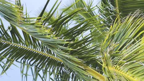 des plans rapprochés fascinants au ralenti des îles maldives, des palmiers vibrants et une verdure luxuriante. vivez les meilleures vacances de détente aux maldives.