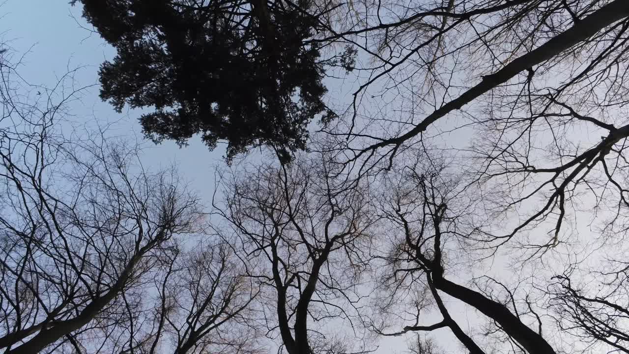 얼어붙은 낙엽 활엽수림의 윤곽이 드러나는 맨가지를 통해 천천히 내려가는 공중