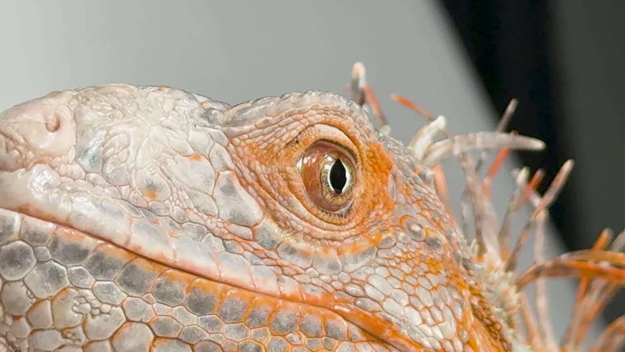 Primer plano macro de la cabeza de una iguana roja girando lentamente sobre un fondo blanco
