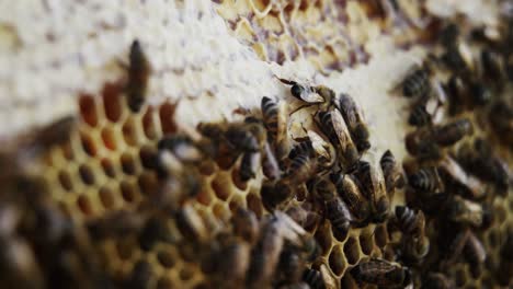 Primer-Plano-Del-Marco-De-Abeja-Cubierto-De-Abejas.