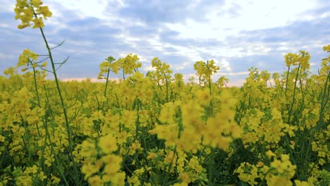 blooming rapeseed field. valuable agricultural culture