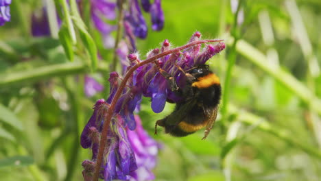 bee looking for nectar on fodder vetch flower plant