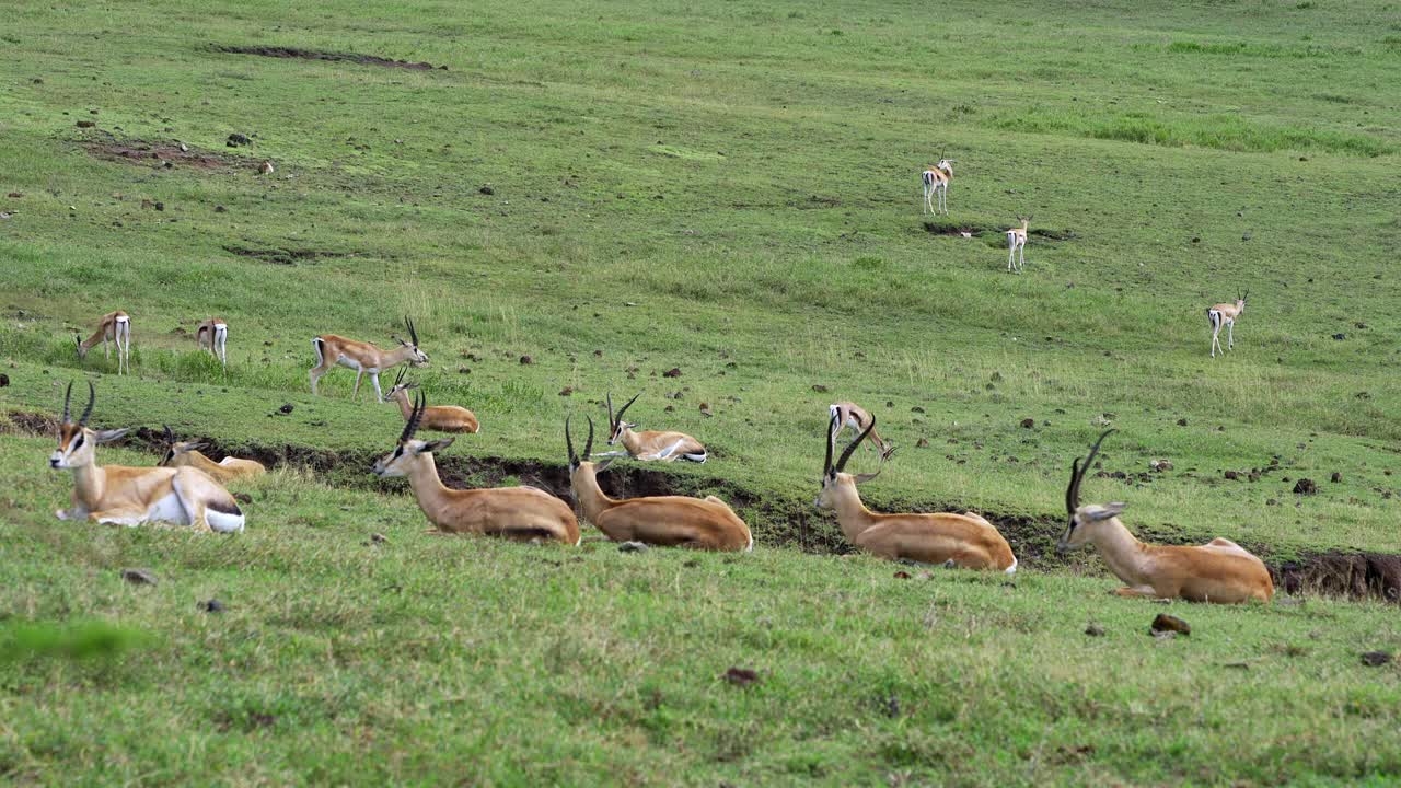 Herd of Grant's Gazelle resting and ruminating in the Serengeti.