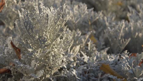 Winter-Im-Gartenbauzentrum-Fairmount-Park---Pflanze-In-Nahaufnahme-Mit-Schnee-Bedeckt