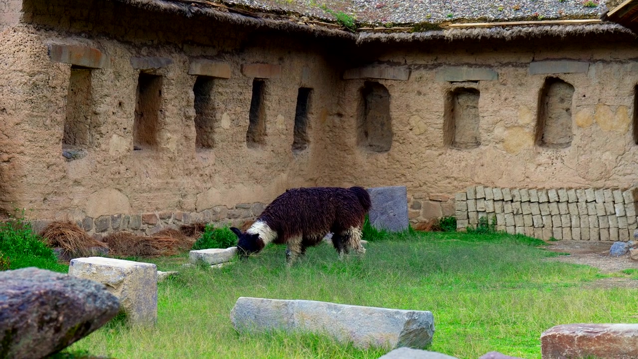 Alpaca al pascolo all'interno di un cortile storico presso le rovine di Ollantaytambo in Perù, scuote le orecchie mentre cammina.