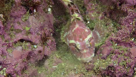 small fish camouflaged on the bottom