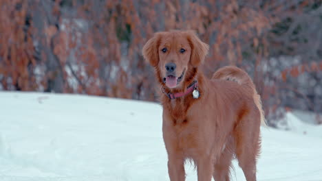 golden retriever smiling to camera in snowy winter park