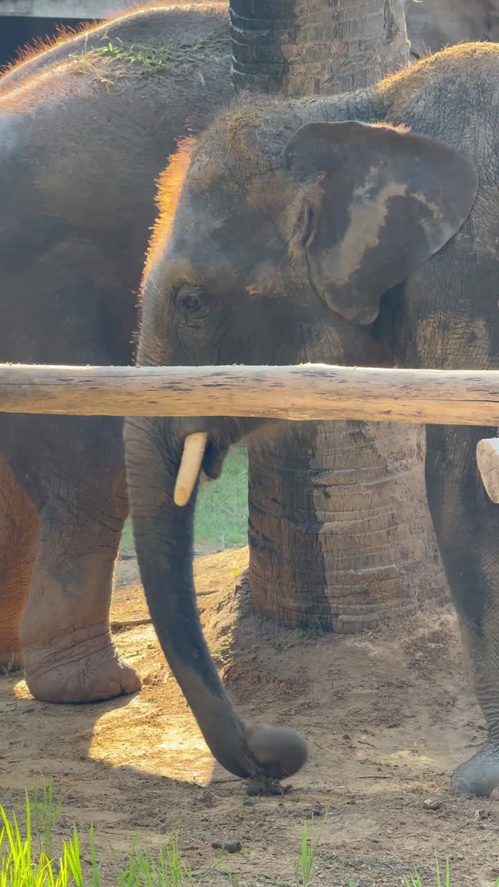 Elephants at a Zoo