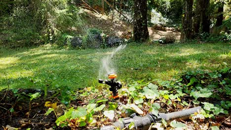 Sprinkler connected to a pipe watering the garden. Sprinkler irrigation. Sprinkler in operation