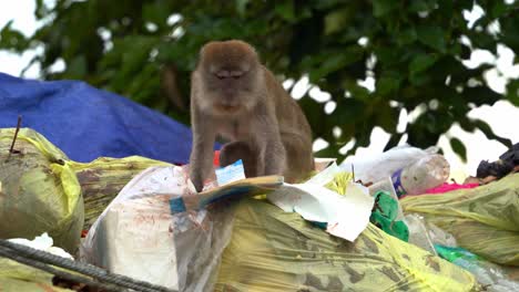 a wild crab-eating macaque, also known as long-tailed macaque rummages through mountain of rubbish, searching for food in landfill site