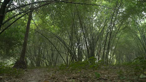 Toma-En-Movimiento-De-Un-Verde-Profundo-Dentro-Del-Bosque.