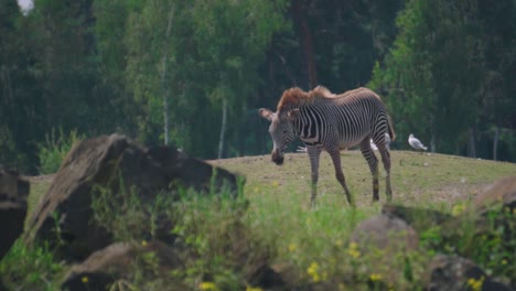 Una-Cebra-Rayada-Adulta-Grande-Y-Solitaria-Camina-A-Través-De-Un-Campo-De-Hierba-En-Un-Zoológico