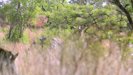 two zebras fighting behind tall grass in the bush of south africa. they have the distinct brown or so called shadow stripes