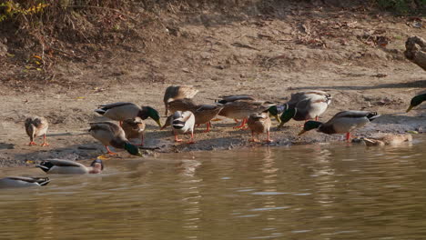 mallards feeding on the shore