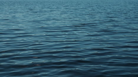 ripples on the water surface. waves. lake