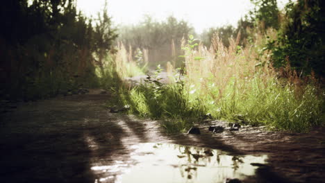 puddles and mud and green grass on a dirt road