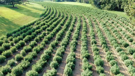 disparo aéreo de drones descendiendo sobre el campo lleno de plantas de marihuana cultivadas con fines medicinales en pensilvania, ee.uu.