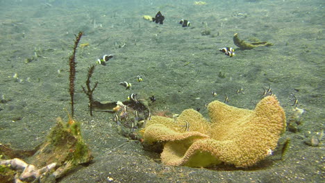 couple of ornate ghost pipefish hovering next to a mushroom coral upside down, surrounded by clarks anemone fish, threespot dascyllus and banggai cardinalfish, long shot