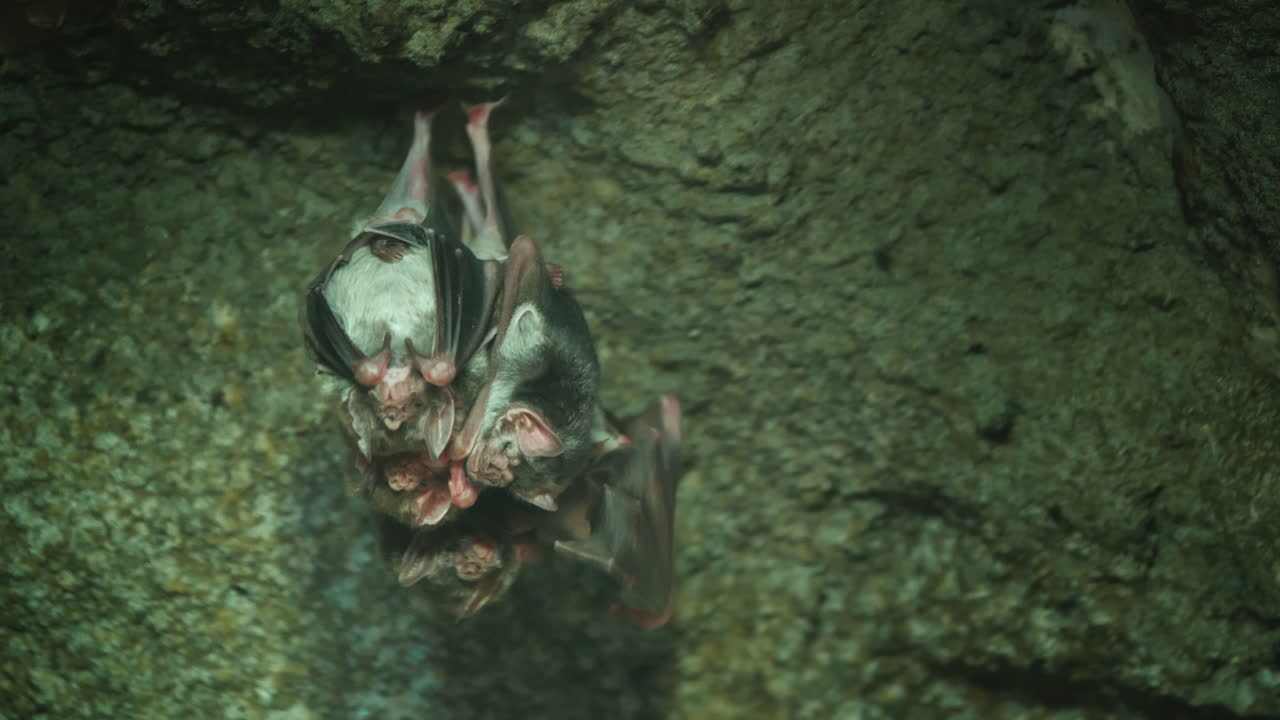 группа мышей-вампиров под потолком темной пещеры