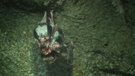 un grupo de ratones vampiros bajo el techo de una cueva oscura