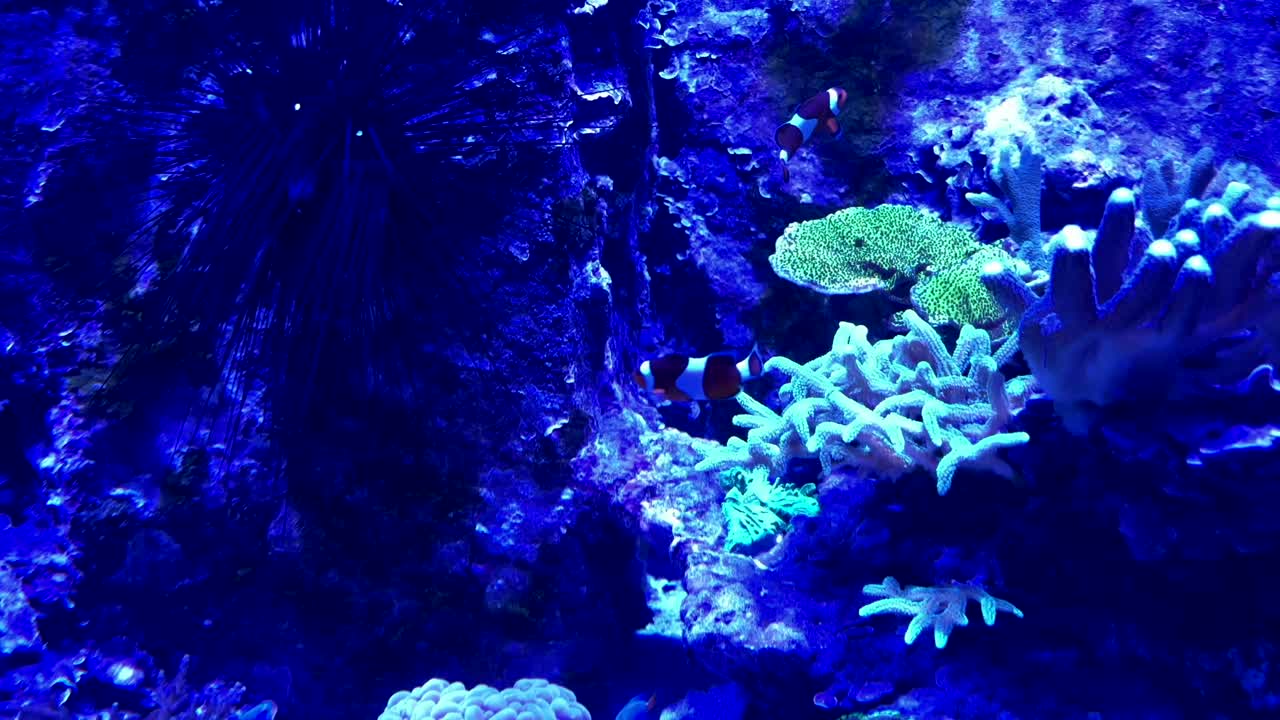 Vibrant underwater view of a clownfish amid colorful corals and marine life in a reef