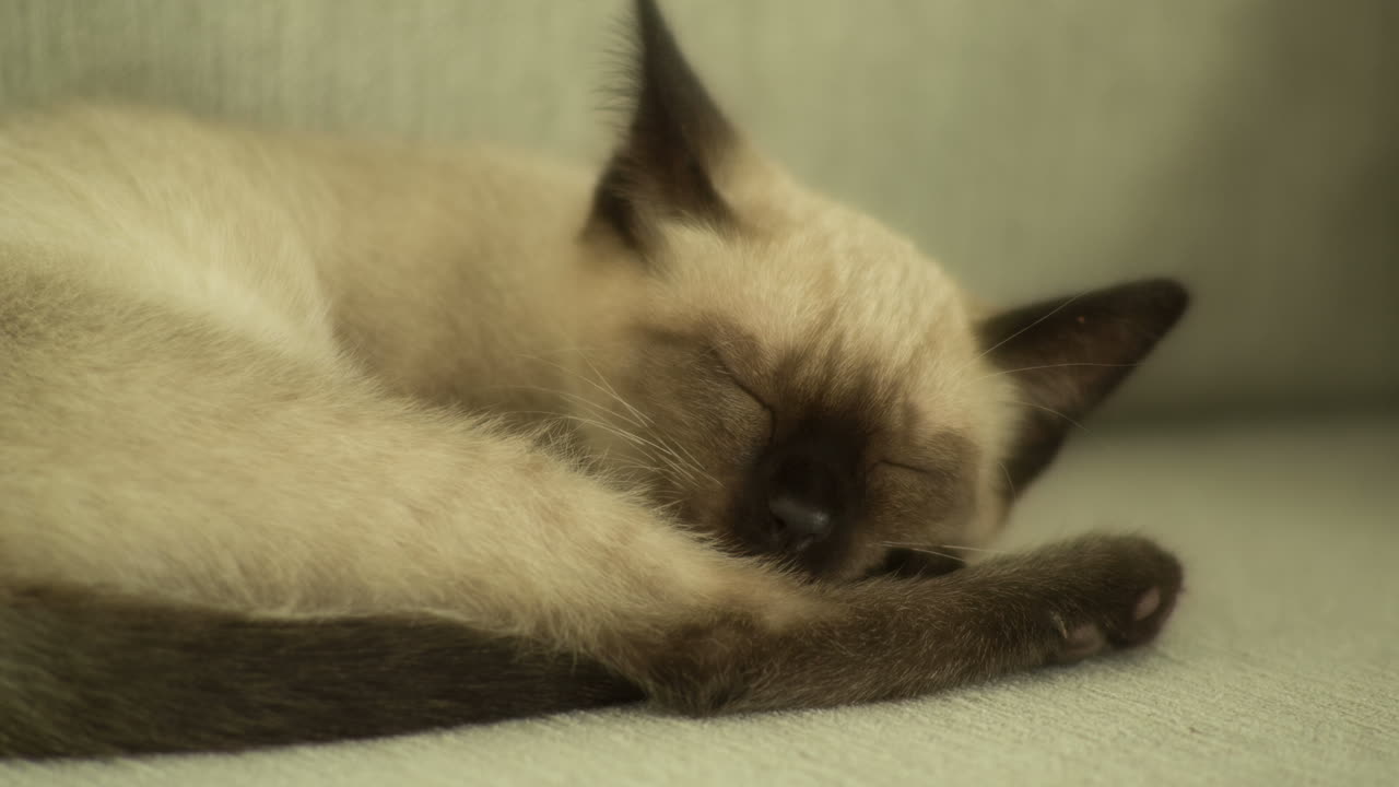 gattino con un cappello di paglia
