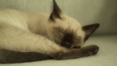 kitten in a straw hat