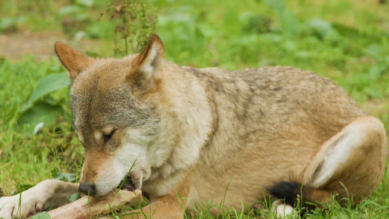 Eurasian wolf chewing a bone on green grass, close-up of natural wildlife feeding behavior