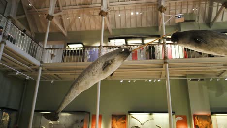 narwhals displayed in national museum of scotland